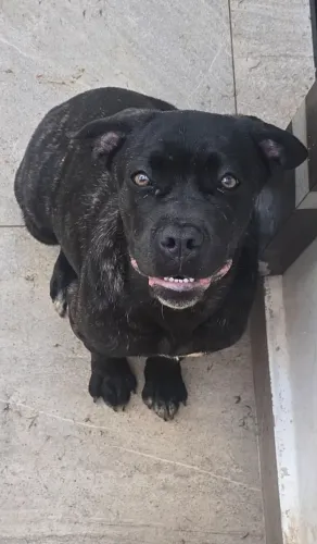 Cane Corso, fêmea disponível, filhote