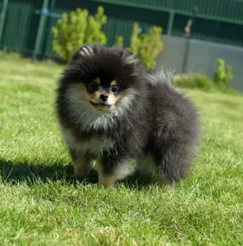 Spitz alemao com pedigree