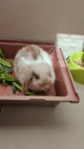 Coelho mini lop Uruguaio ( os das orelhas caidas)