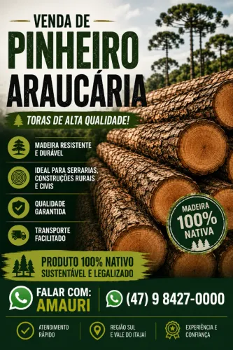 TORAS DE PINHEIRO ARAUCÁRIA