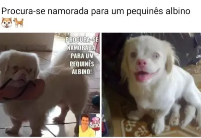 Pequinês albino procura se namorada em Porto velho