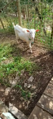 Bode Mocho de nascença 