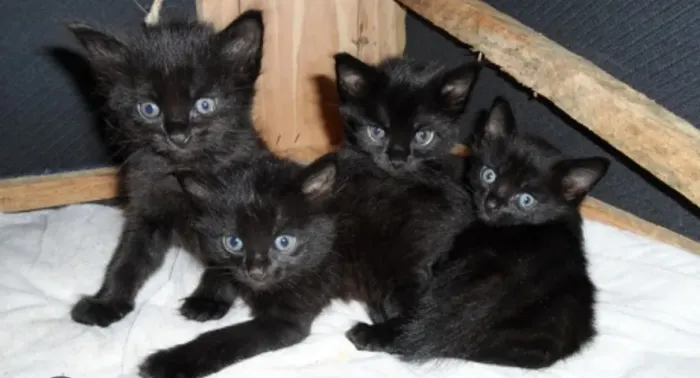 Filhotes de Gato Preto American Short Air