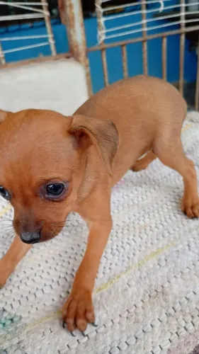 Filhote Pinscher