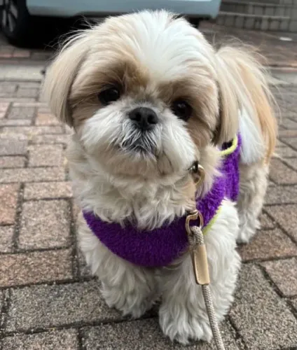 Filhote shih tzu, Seu melhor amigo pode estar aqui!