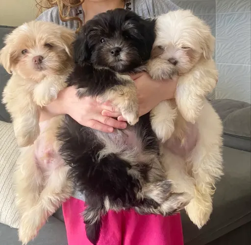 Vendo filhote de Lhasa Apso 