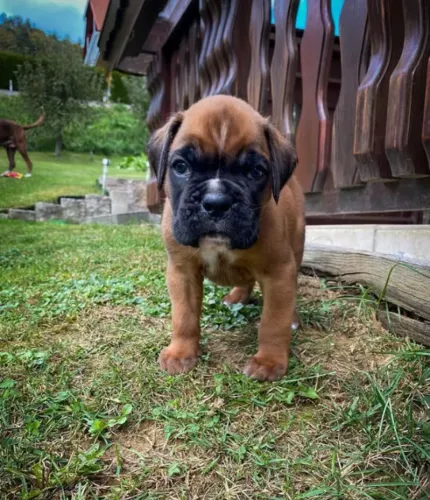 Boxer,Boxer Filhote Vacinado e Vermifugado