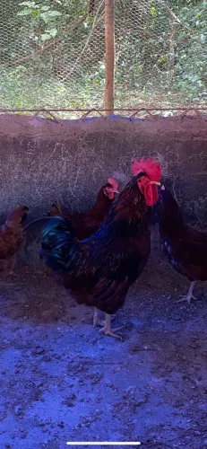 Galo Rhode Island Red