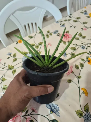 MUDA DE BABOSA