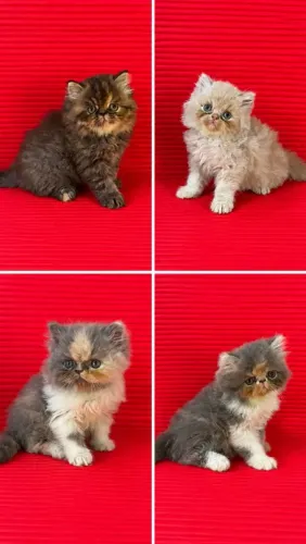 Filhote Gato Persa