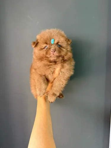 Lulu da Pomerania menino chocolate ac cartão