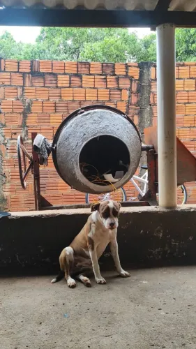 Vendo betorneira motor zero pra ir hoje 1500 retirada