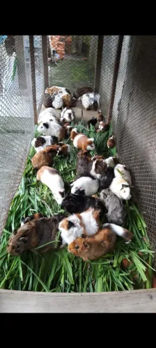 25 Porquinhos da Índia...