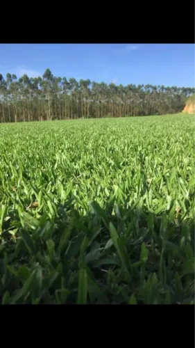 Grama esmeralda e são carlos 