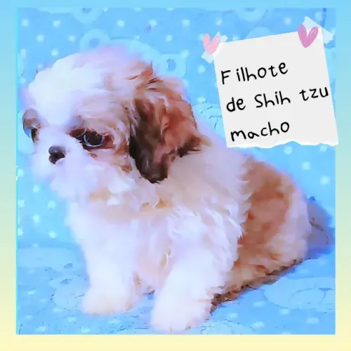 Charmoso!! Filhote de Shih tzu macho tricolor, linhagem selecionada!
