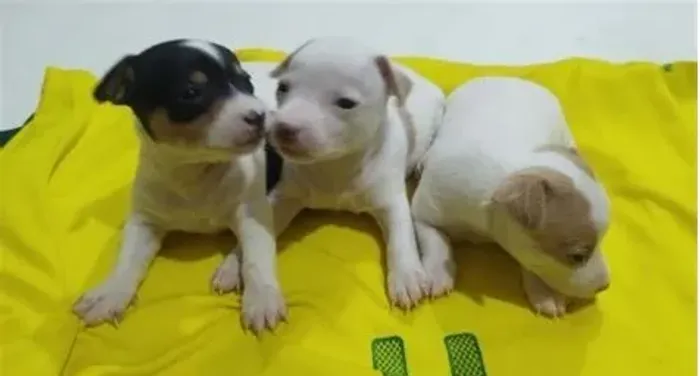 lindos pinscher x chihu Não perca essa oportunidade única! chama 9 9751.6491