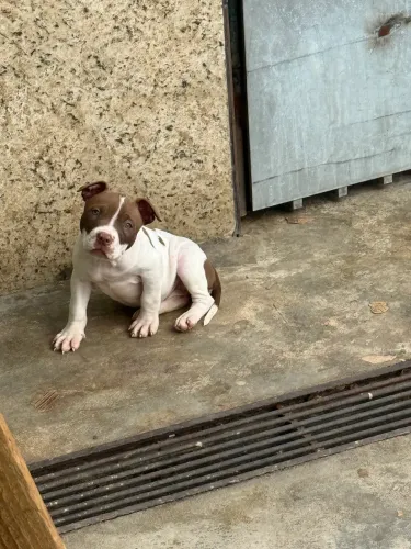 Filhote de Pit Monster 