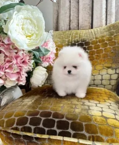 Spitz Alemão,Spitz Alemão Filhote Muito Amoroso e Dócil
