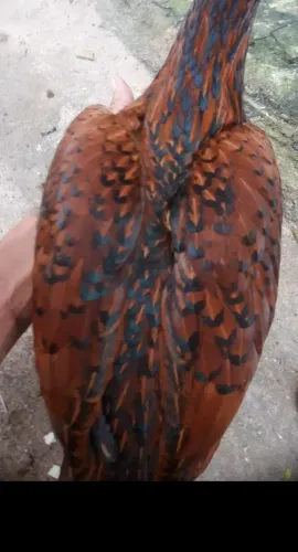Galinha caipira 