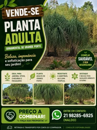 Plantas ornamentais 