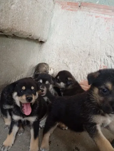 Filhotes de cães misturado mais raciado, pai é mãe no local 