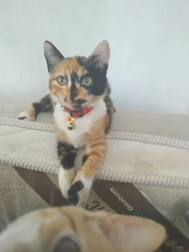 Linda gatinha