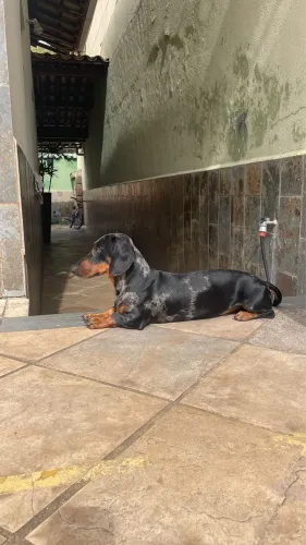 Dashund Basset pra macho pra cruza
