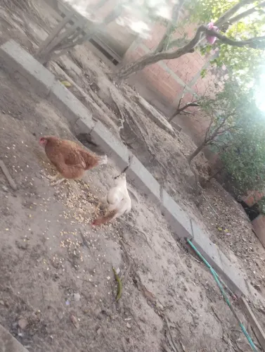Vendo duas galinhas