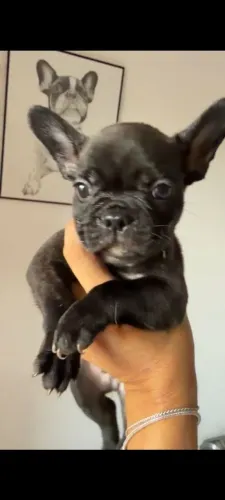 Cachorro buldogues 