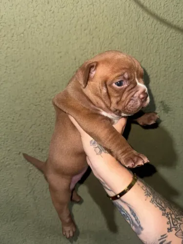 American bully femea chocolate 