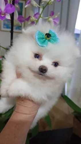 Lulu da pomerania anao machinhos disponíveis