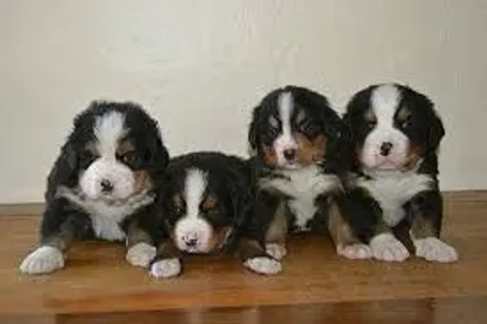 Bernese Gigante gentil cheio de amor.