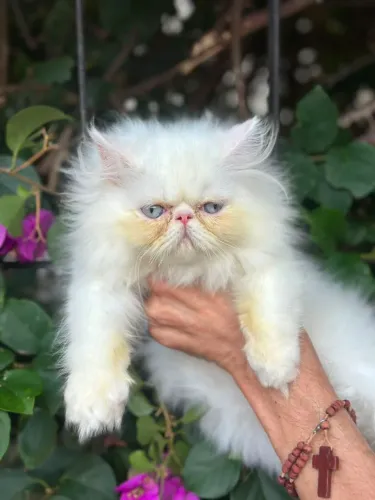 Fofura de gata persa