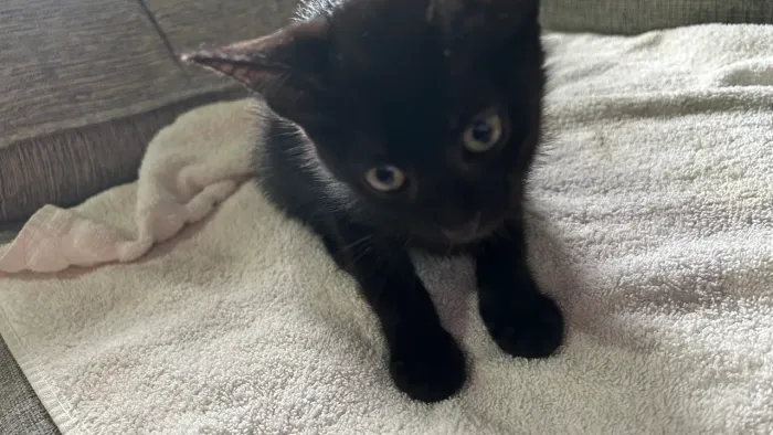 GATINHA PARA ADOÇÃO RESPONSÁVEL 
