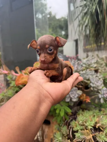 Pinscher fêmea chocolate zero mini