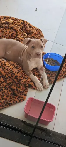 Pit Bull
