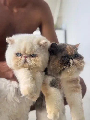 Vendo gato persa
