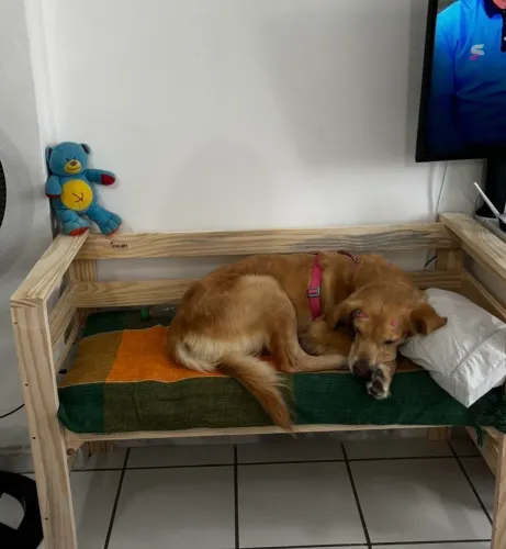 Cama para cachorro