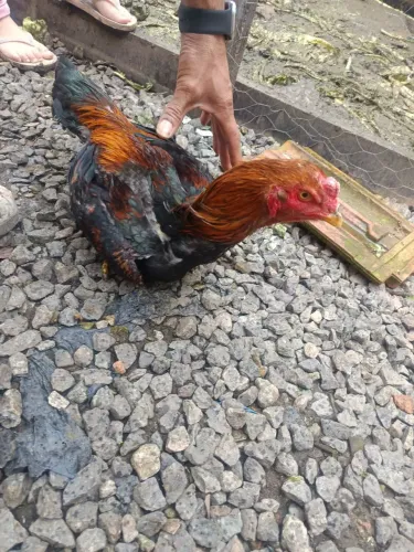 VENDO GALO INDIO