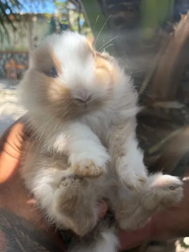 Coelho peludo macho e fêmea raça Lion 