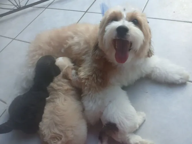 Der um presente de Natal para quem vc ama
