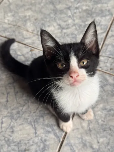 Adoção Responsável Gato Filhote Macho e Fêmea - Niterói RJ