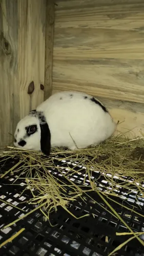 Coelha mini Lop