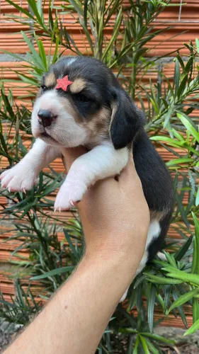 Filhotes de beagles tricolor leia anúncio