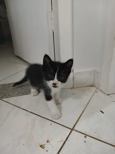 Gatos dóceis pra adoção
