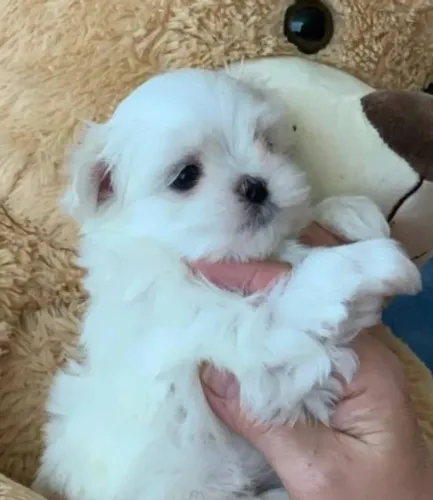 Maltês Mini Filhotes Padrão Líder.