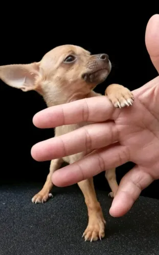 Pinscher mini ideal para apê