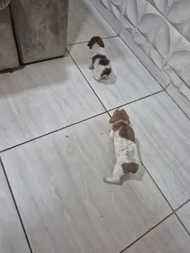 Doação de filhotes