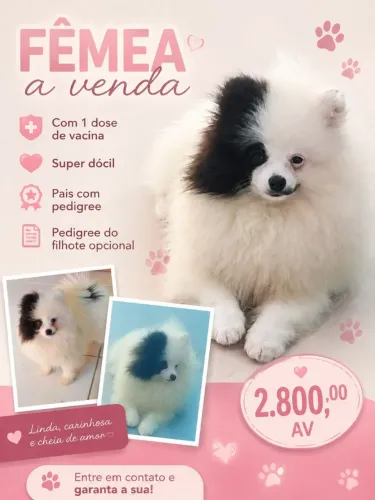 Luluzinha maravilhosa