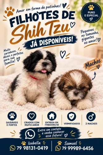 Filhotes shih tzu disponível !